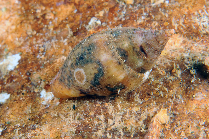 Columbella